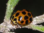 Common Spotted Ladybird - Ladybird species | CHIAMAIAS JISHEBI | ჭიამაიას ჯიშები